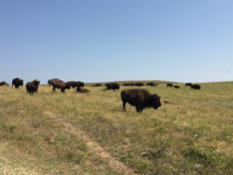Bison in Custer State Park.
